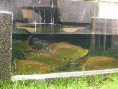 龍魚養(yǎng)多久才發(fā)色快：如何改善龍魚發(fā)色環(huán)境，龍魚發(fā)色飼料選擇指南