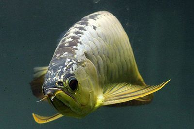 金龍魚白眼了：金魚的眼睛發白怎么回事