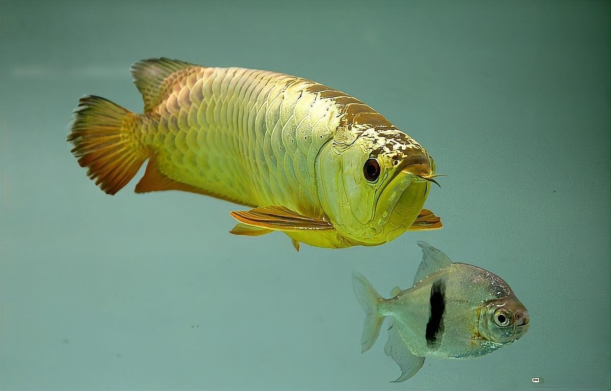 龍魚抱卵癥狀