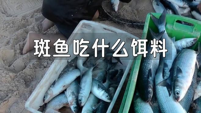 藍帆眼斑魚吃什么 藍帆眼斑魚吃什么 龍魚百科