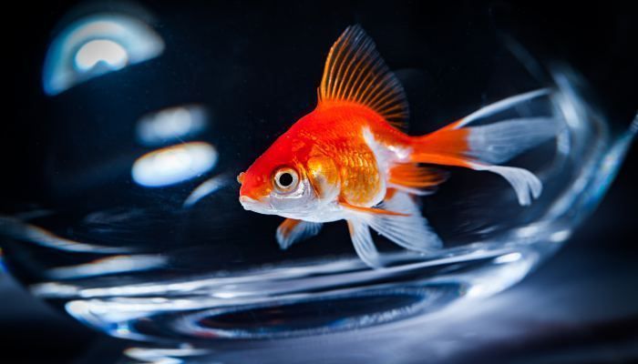 魚缸擺在客廳什么位置（客廳魚缸擺放在客廳哪個方位好客廳魚缸擺放影響財運(yùn)嗎） 魚缸擺在客廳什么位置（客廳魚缸擺放在客廳哪個方位好客廳魚缸擺放影響財運(yùn)嗎） 龍魚百科 第6張
