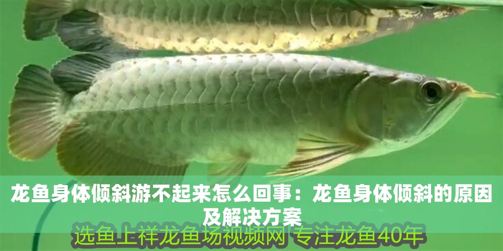 龍魚身體傾斜游不起來怎么回事：龍魚身體傾斜的原因及解決方案 龍魚身體傾斜游不起來怎么回事：龍魚身體傾斜的原因及解決方案 龍魚百科 第1張