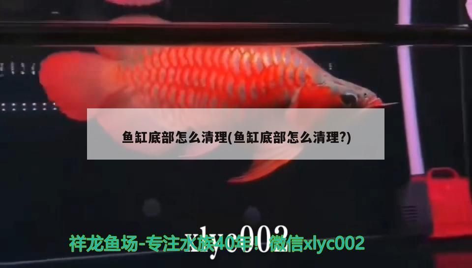 金龍魚混養(yǎng)魚最佳搭配圖片大全集:金龍魚一起養(yǎng)的魚 龍魚百科 第2張 金龍魚混養(yǎng)魚最佳搭配圖片大全集:金龍魚一起養(yǎng)的魚 金龍魚混養(yǎng)魚最佳搭配圖片大全集:金龍魚一起養(yǎng)的魚 龍魚百科 第2張