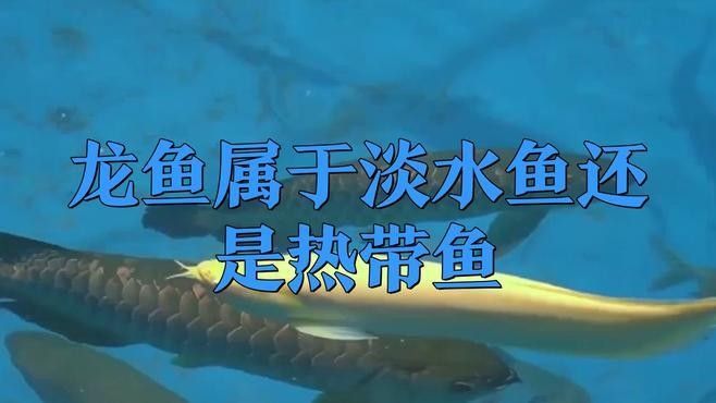 龍魚喜歡鹽嗎