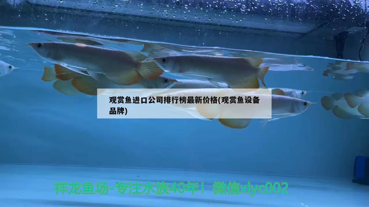 紅龍魚的價格多少一斤啊圖片大全集（紅龍魚的價格多少一斤啊圖片大全集視頻）