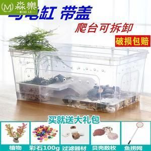 養六角恐龍魚的魚缸（六角恐龍魚魚缸布置技巧）
