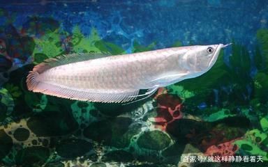 銀龍魚需要用珊瑚石嗎（銀龍魚的飼養(yǎng)不需要使用珊瑚石，珊瑚石可能會提高水的ph值）