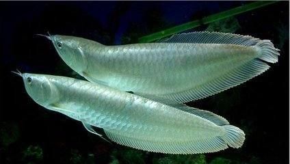 銀龍魚需要用珊瑚石嗎（銀龍魚的飼養(yǎng)不需要使用珊瑚石，珊瑚石可能會提高水的ph值）