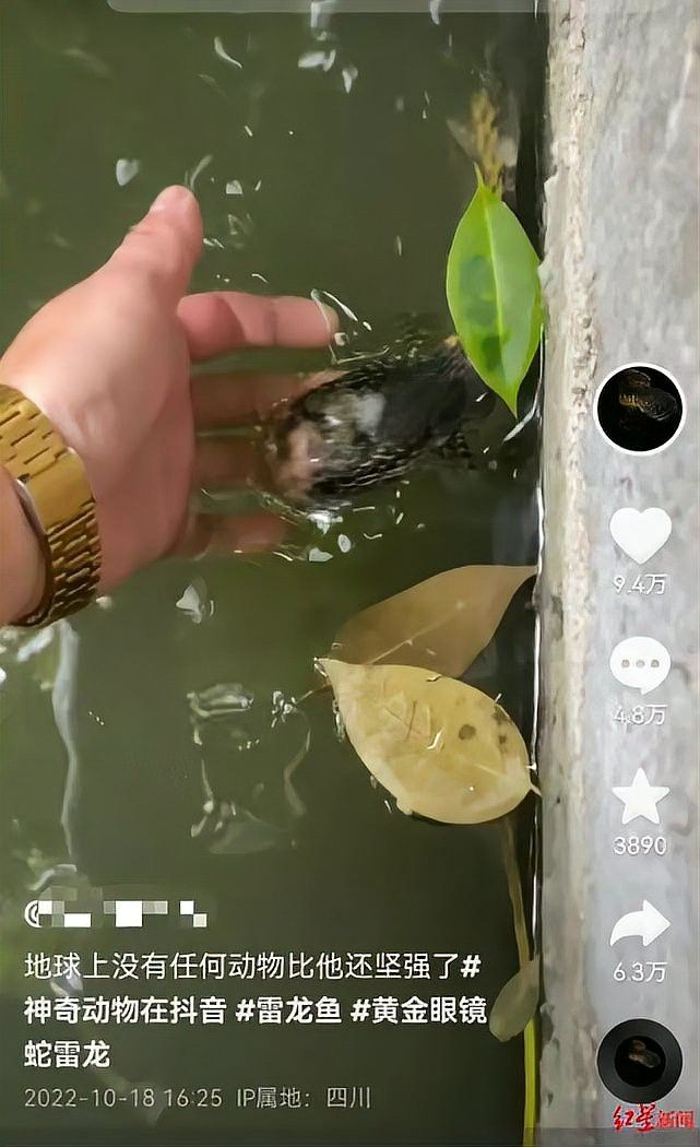 四川有雷龍魚嗎