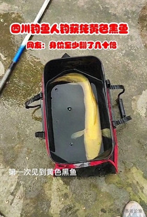四川有雷龍魚嗎