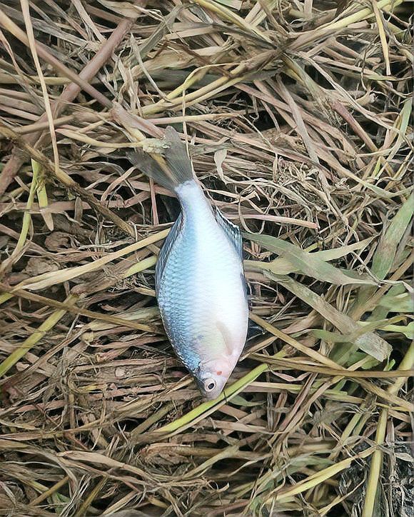 四川有雷龍魚嗎