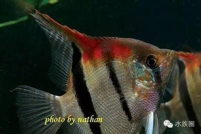 養金龍魚的水溫最好是多少度?養金龍魚的適宜溫度與深水環境探討