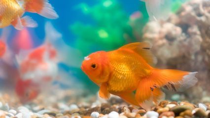 養金龍魚的水溫最好是多少度?養金龍魚的適宜溫度與深水環境探討