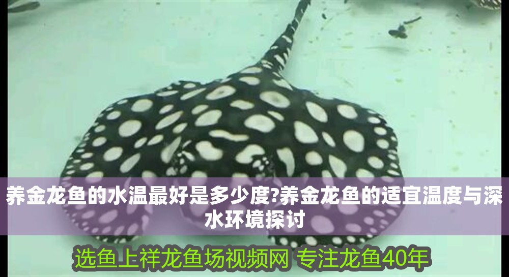 養金龍魚的水溫最好是多少度?養金龍魚的適宜溫度與深水環境探討
