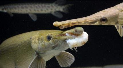 龍魚混養打架不吃食：龍魚混養打架不吃食可能由多種原因引起 龍魚混養打架不吃食：龍魚混養打架不吃食可能由多種原因引起 龍魚百科 第3張