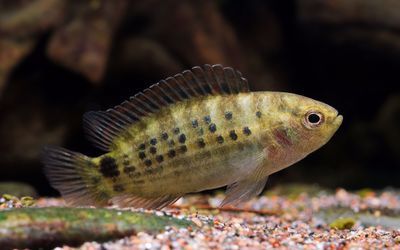 紅點變色龍魚的飼養方法：紅點變色龍魚是一種熱帶觀賞魚，全長2.5-3厘米