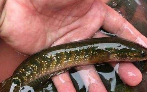 雷龍魚和七星魚的區別（雷龍魚與七星魚的區別） 雷龍魚和七星魚的區別（雷龍魚與七星魚的區別） 龍魚百科 第4張