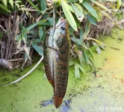 雷龍魚和七星魚的區別（雷龍魚與七星魚的區別） 雷龍魚和七星魚的區別（雷龍魚與七星魚的區別） 龍魚百科 第5張