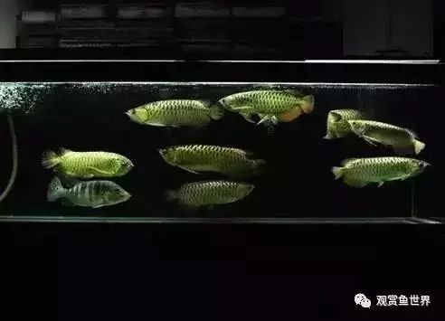 龍魚(yú)可以和招財(cái)魚(yú)一起養(yǎng)嗎圖片
