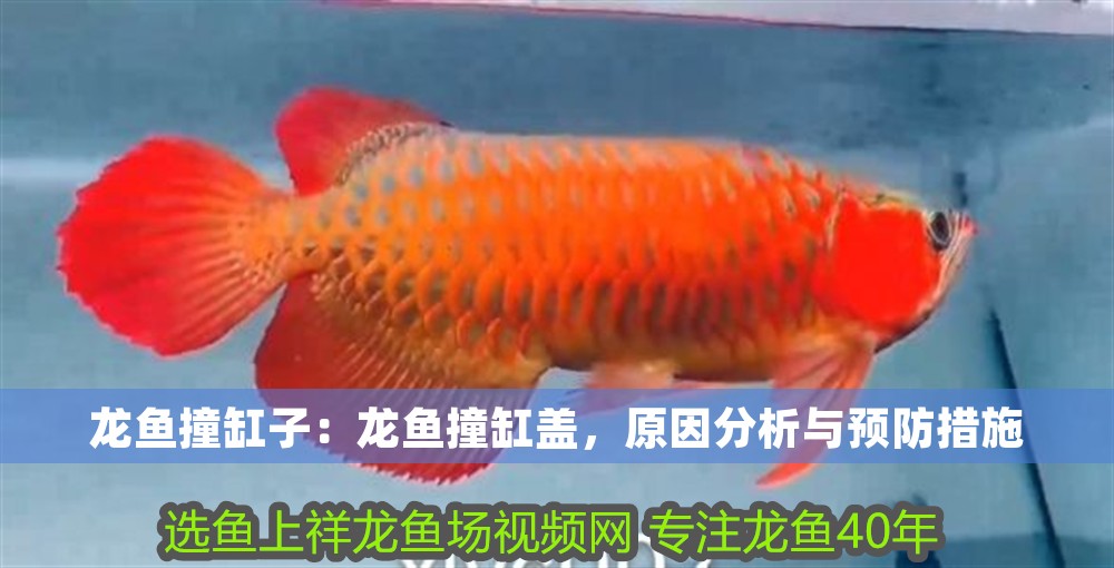 龍魚撞缸子：龍魚撞缸蓋，原因分析與預防措施