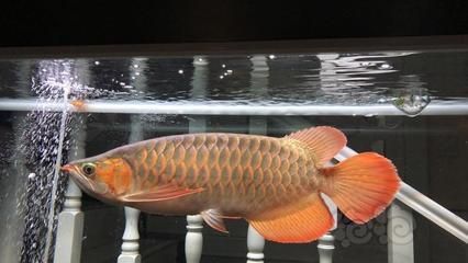 龍魚掃碼可以用手機嗎（使用手機掃描龍魚芯片碼是可行的）