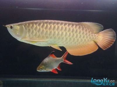 龍魚掃碼可以用手機嗎（使用手機掃描龍魚芯片碼是可行的）