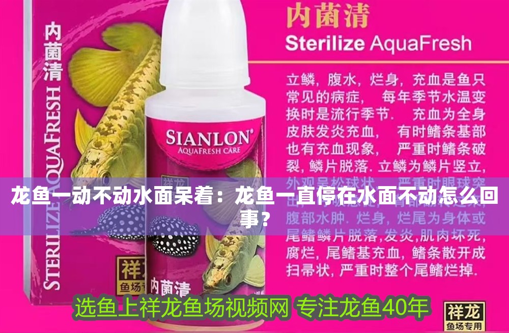 龍魚一動不動水面呆著：龍魚一直停在水面不動怎么回事？