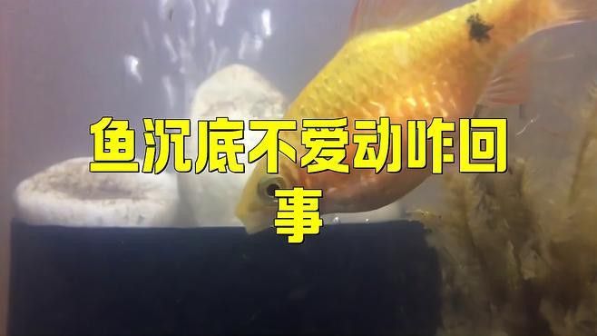 如何判斷曼龍魚(yú)是否患?。?></span>02:10魚(yú)沉底不愛(ài)動(dòng)咋回事曉糖糖<br><span id=