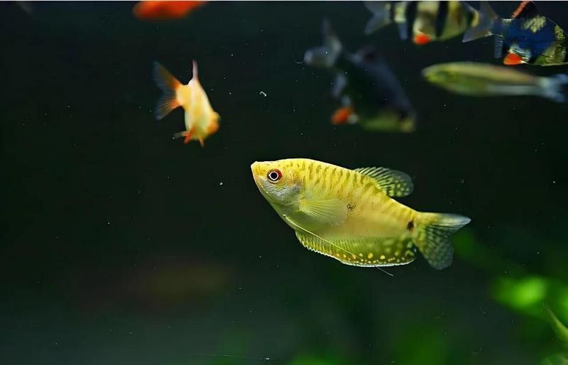 如何判斷曼龍魚(yú)是否患病？