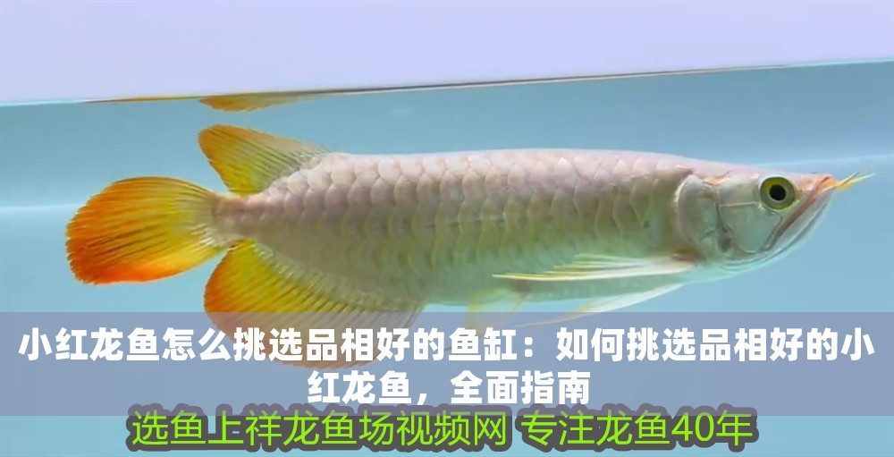小紅龍魚怎么挑選品相好的魚缸：如何挑選品相好的小紅龍魚，全面指南