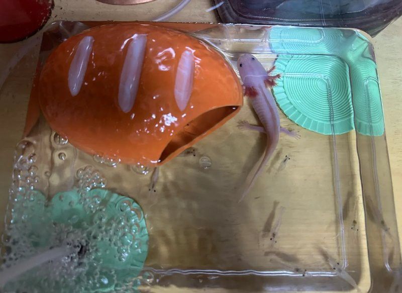 恐龍魚好養嗎價錢多少錢一條啊 恐龍魚好養嗎價錢多少錢一條啊 龍魚百科 第13張