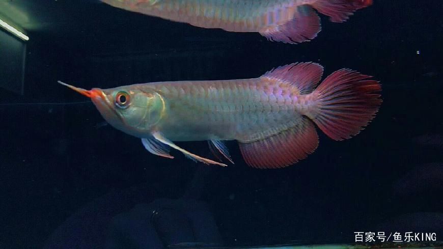 龍魚需要什么顏色的燈光830是什么意思：龍魚需要什么顏色的燈光
