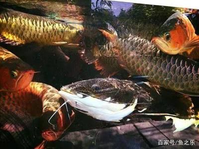龍魚有必要用消毒燈嗎（龍魚有必要使用消毒燈嗎） 龍魚有必要用消毒燈嗎（龍魚有必要使用消毒燈嗎） 龍魚百科 第5張