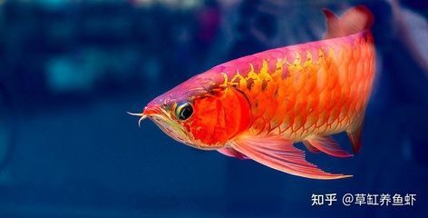 紅龍魚喂什么鰭尾長得快（紅龍魚喂養方法）