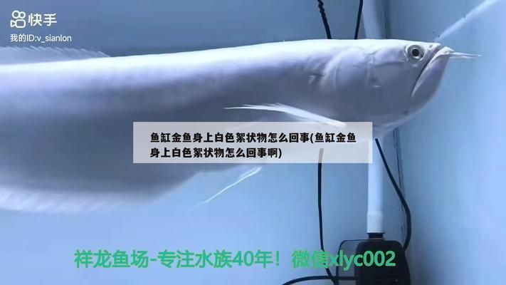 龍魚缸里有白色團(tuán)狀東西：龍魚缸里出現(xiàn)了白色團(tuán)狀物怎么辦