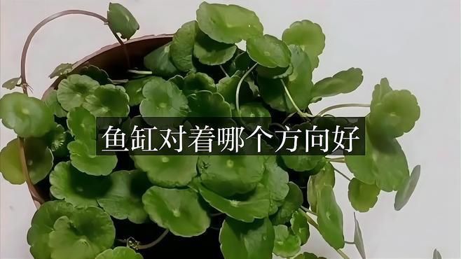 龍魚缸的最佳朝向是什么? 龍魚百科 第2張 龍魚缸的最佳朝向是什么? 龍魚缸的最佳朝向是什么? 龍魚百科 第2張