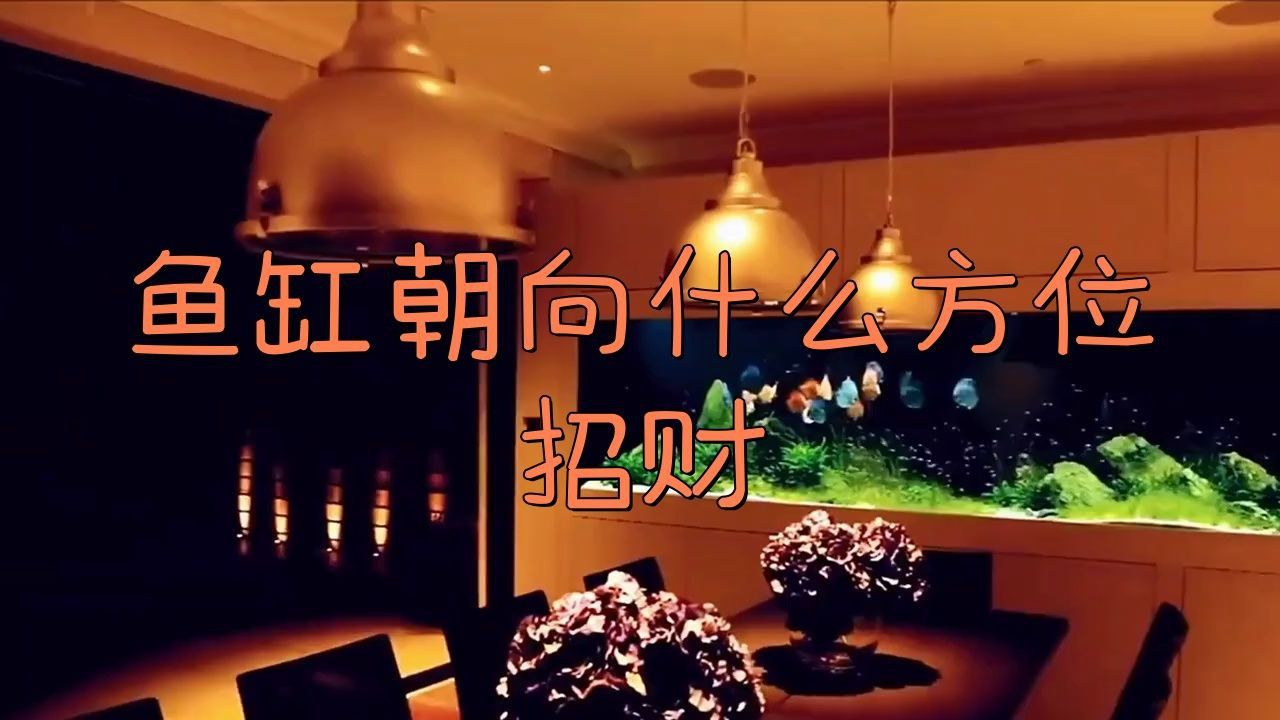 龍魚缸的最佳朝向是什么? 龍魚百科 第5張 龍魚缸的最佳朝向是什么? 龍魚缸的最佳朝向是什么? 龍魚百科 第5張