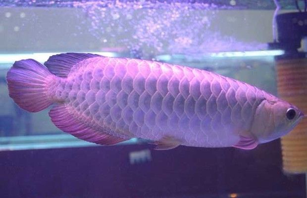 銀龍魚一年能長多大（銀龍魚在第一年內可以增長50-80厘米）