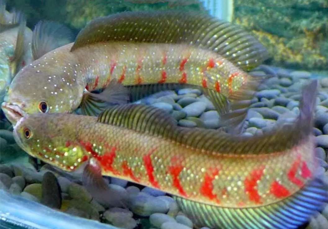 雷龍魚顏值排行貼吧（雷龍魚品種顏值排行）