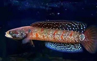 雷龍魚顏值排行貼吧（雷龍魚品種顏值排行）