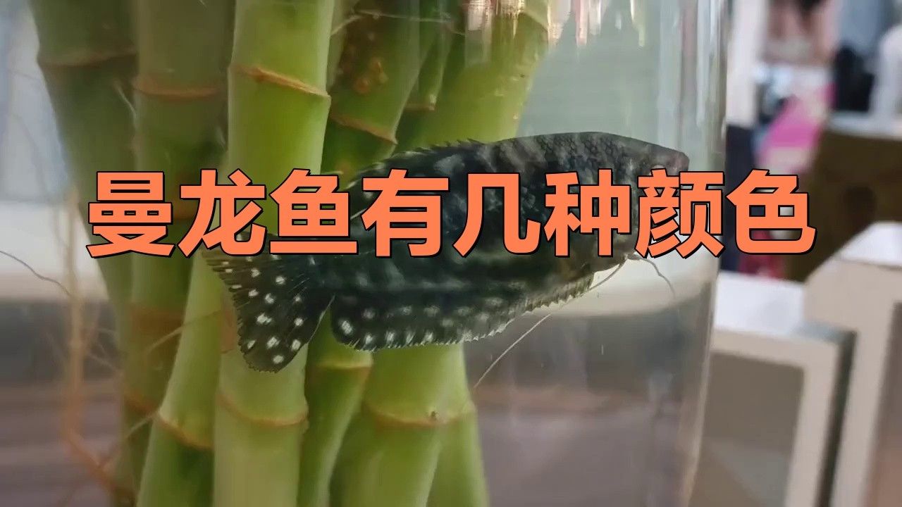 曼龍魚有什么顏色