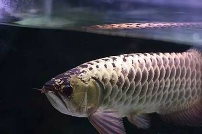 龍魚六排是什么意思（什么是龍魚六排）