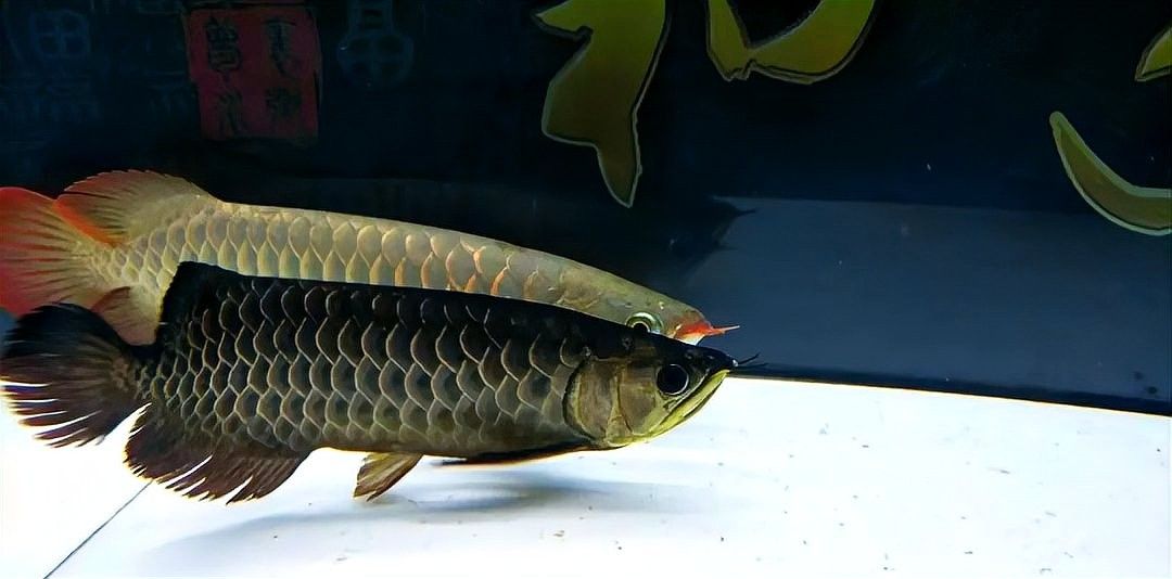 龍魚有黑色的嗎