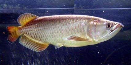 星點(diǎn)龍魚飼料選擇指南：星點(diǎn)龍魚飼料品牌推薦