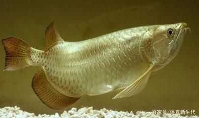 星點(diǎn)龍魚飼料選擇指南：星點(diǎn)龍魚飼料品牌推薦