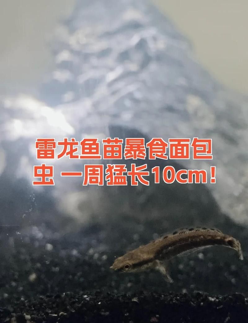 雷龍魚可以喂面包蟲嗎