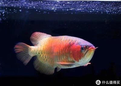 龍魚和皇冠可以混養嗎：如何預防龍魚攻擊其他魚，大型觀賞魚混養指南