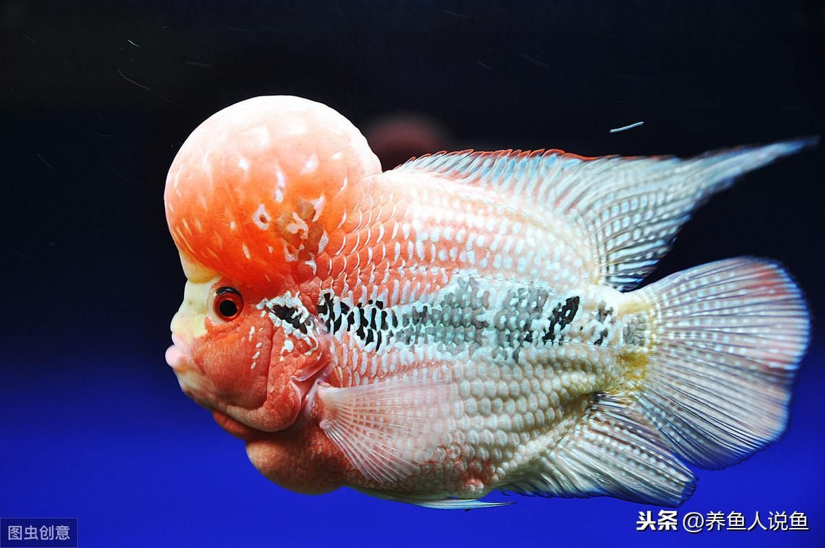 龍魚排行榜：龍魚養殖技巧分享