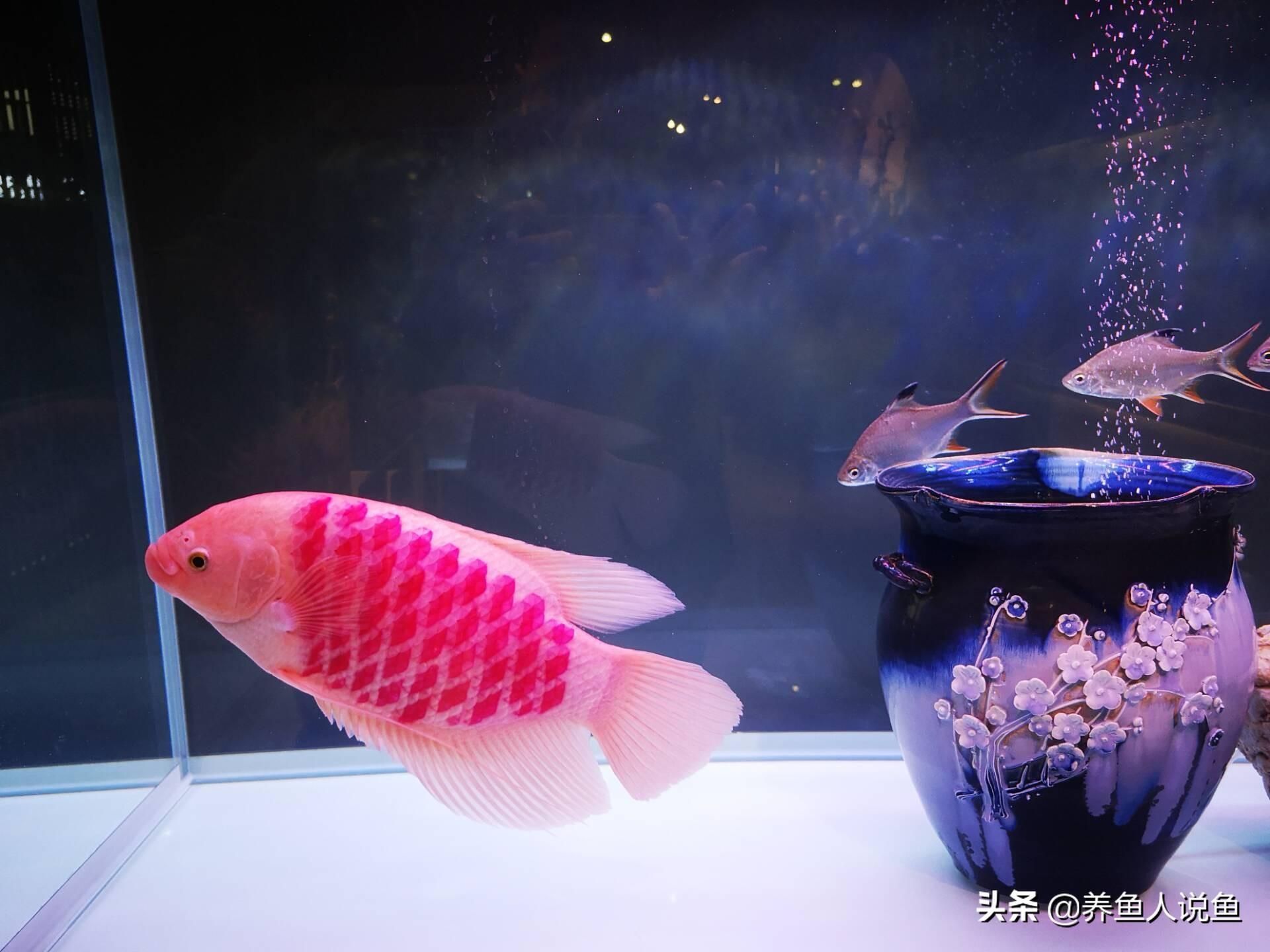 龍魚排行榜：龍魚養殖技巧分享