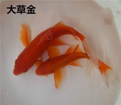龍魚食物飼料魚冰凍方法有哪些：龍魚食物飼料魚冰凍方法 龍魚食物飼料魚冰凍方法有哪些：龍魚食物飼料魚冰凍方法 龍魚百科 第2張